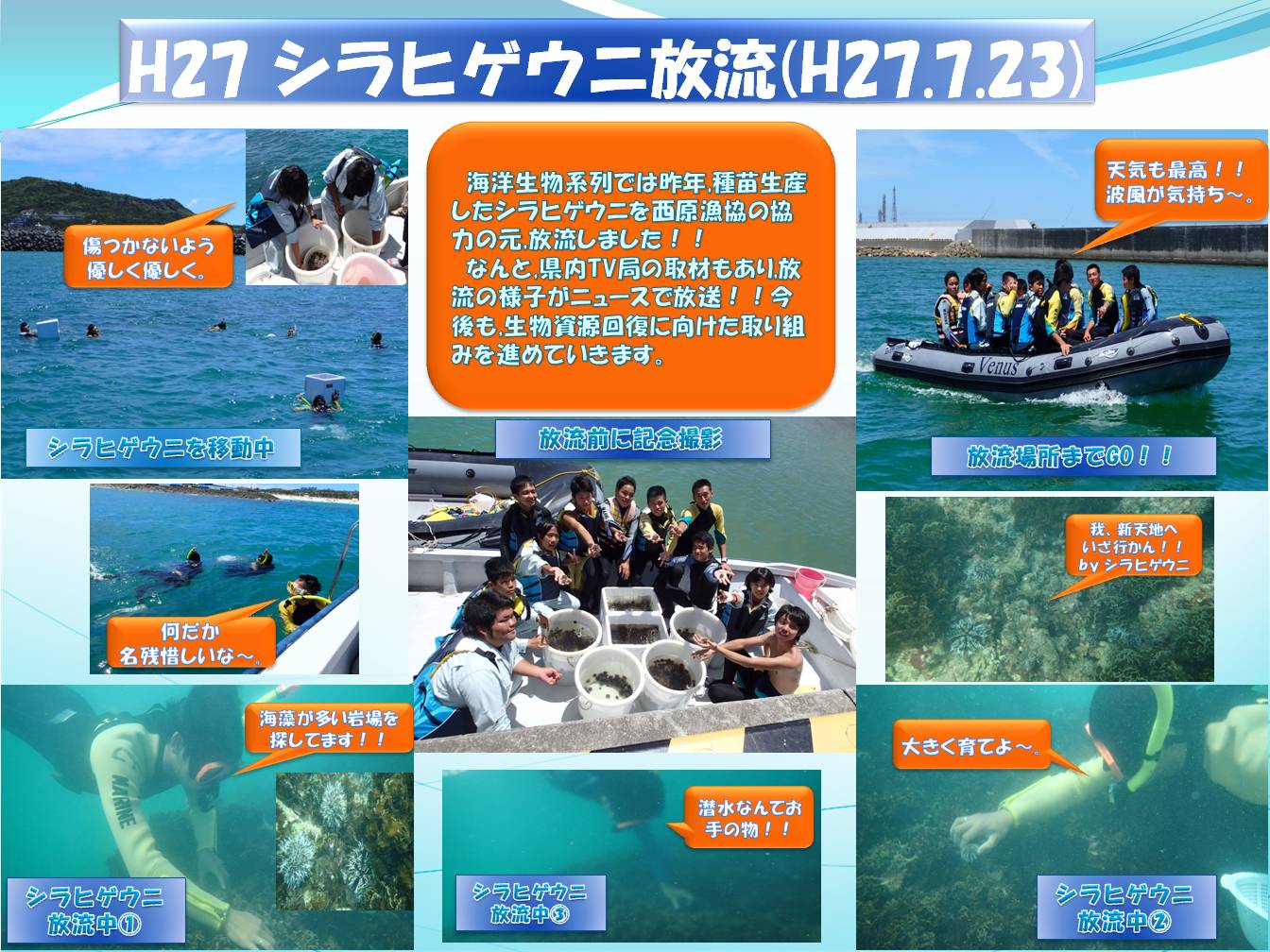 シラヒゲウニ放流